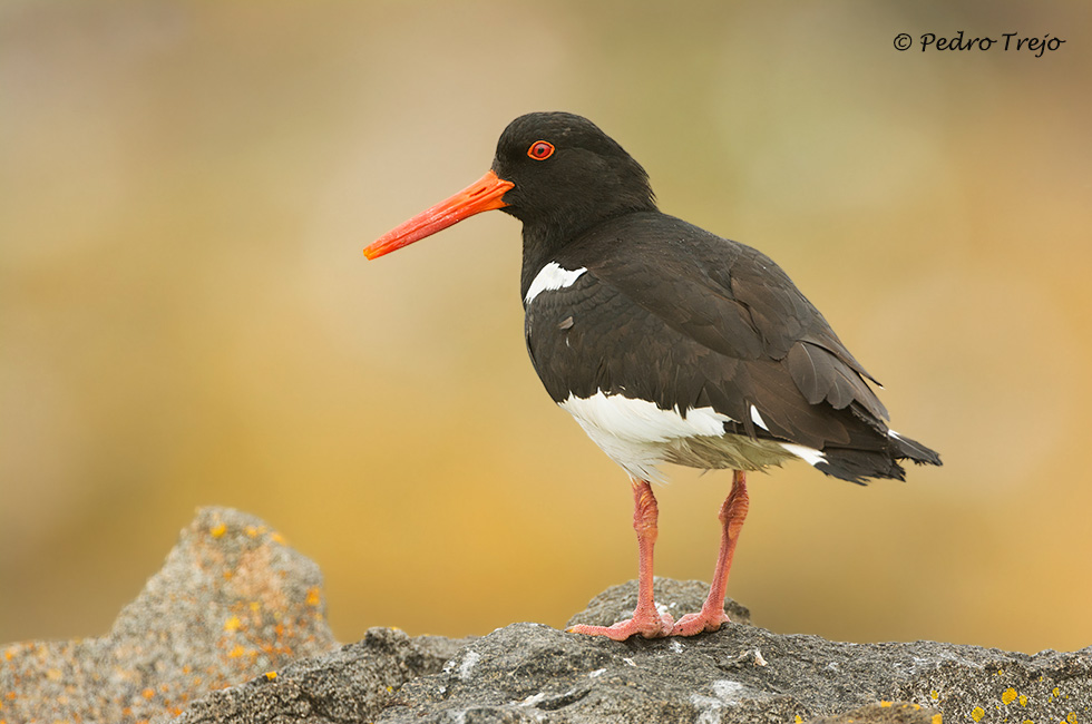 Ostrero (Haematopus ostralegus)